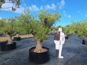 Olivier centenaire 2621 Boulogne Billancourt dans le Hauts de Seine