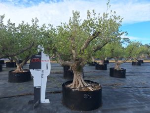 Olivier centenaire 2614 Aix en Provence dans le Bouches du Rhône