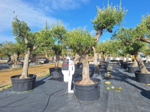 Olivier centenaire 2646 Saint Pierre dans le La Réunion