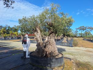 Olivier centenaire 2012 Joué lès Tours dans le Indre et Loire