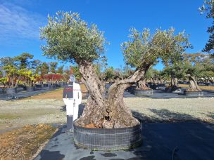 Olivier centenaire 2016 Roanne dans le Loire