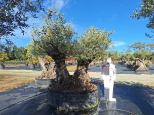 Olivier centenaire 2015 Nevers dans le Nièvre