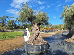 Olivier centenaire 2147 Levallois Perret dans le Hauts de Seine