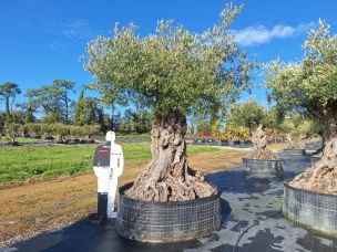 Olivier centenaire 2143 Drancy dans le Seine Saint Denis