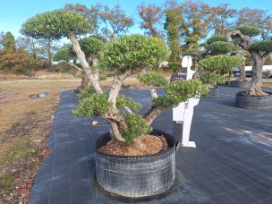 Olivier nuage, niwaki 2972 Sevran dans le Seine Saint Denis