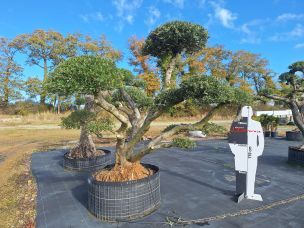 Olivier nuage, niwaki 2975 Albi dans le Tarn