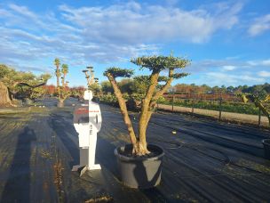 Olivier nuage, niwaki 2261 Anglet dans le Pyrénées Atlantiques