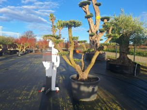 Olivier nuage, niwaki 2322 Meyzieu dans le Rhône