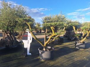 Olivier nuage, niwaki 2323 Plaisir dans le Yvelines