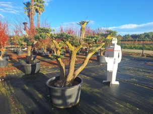 Olivier nuage, niwaki 2334 Lyon dans le Rhône