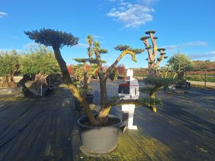 Olivier nuage, niwaki 2314 Nogent sur Marne dans le Val de Marne