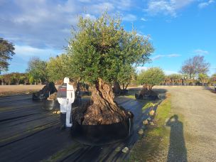 Olivier centenaire 2353 Le Mans dans le Sarthe