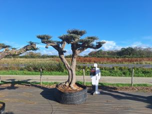 Olivier nuage, niwaki 2788 Saint Martin dans le Saint Martin est une COM autonome