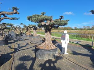 Olivier nuage, niwaki 2210 Aubagne dans le Bouches du Rhône