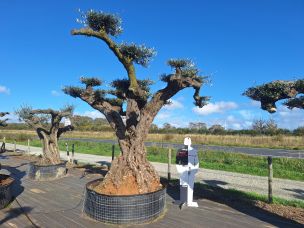 Olivier nuage, niwaki 2816 Mâcon dans le Saône et Loire