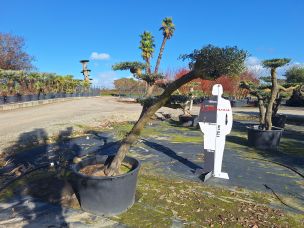 Olivier nuage, niwaki 3004 Salon de Provence dans le Bouches du Rhône