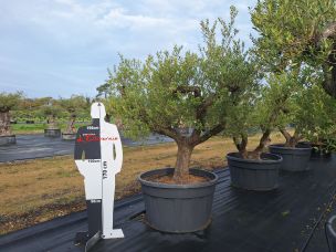 Olivier centenaire 2587 L Haÿ les Roses dans le Val de Marne