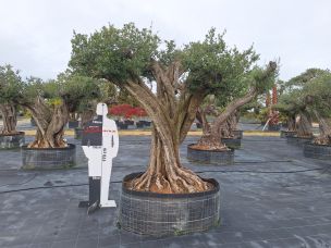 Olivier centenaire 1471 Saint Laurent du Maroni dans le Guyane