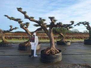 Olivier nuage, niwaki 2382 Vitry sur Seine dans le Val de Marne