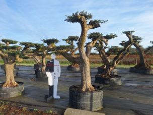 Olivier nuage, niwaki 2393 Le Tampon dans le La Réunion