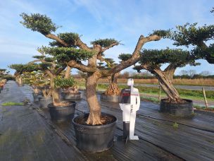 Olivier nuage, niwaki 2397 Cannes dans le Alpes Maritimes