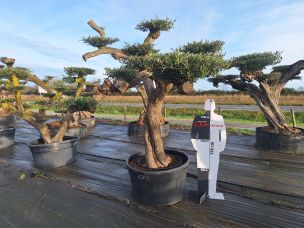 Olivier nuage, niwaki 2399 Colmar dans le Haut Rhin