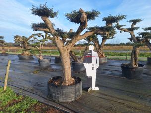 Olivier nuage, niwaki 2400 Saint Nazaire dans le Loire Atlantique