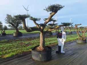 Olivier nuage, niwaki 2402 Drancy dans le Seine Saint Denis