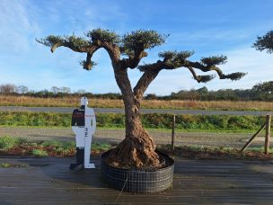 Olivier nuage, niwaki 2813 Thonon les Bains dans le Haute Savoie