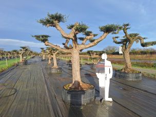 Olivier nuage, niwaki 2410 Villeneuve d Ascq dans le Nord