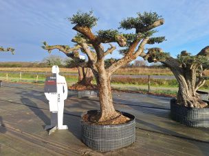 Olivier nuage, niwaki 2415 Troyes dans le Aube