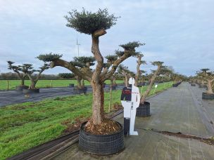 Olivier nuage, niwaki 2416 Clichy dans le Hauts de Seine