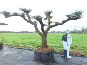 Olivier nuage, niwaki 2754 Douai dans le Nord