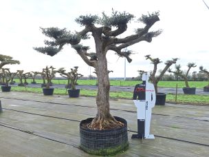 Olivier nuage, niwaki 2426 Montauban dans le Tarn et Garonne