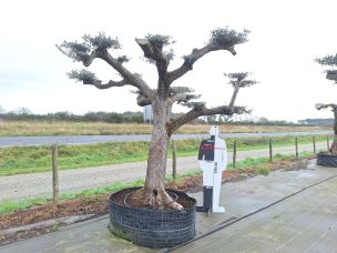 Olivier nuage, niwaki 2450 Sartrouville dans le Yvelines