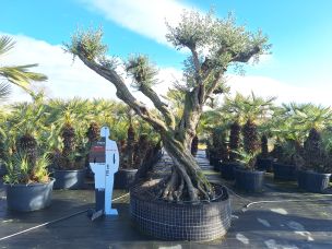 Olivier centenaire 3013 Douai dans le Nord