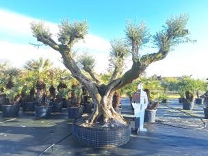 Olivier centenaire 3011 Livry Gargan dans le Seine Saint Denis