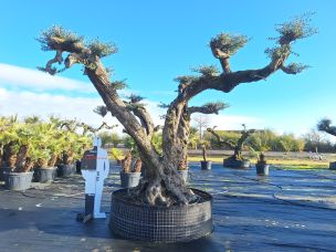 Olivier nuage, niwaki 2993 Puteaux dans le Hauts de Seine