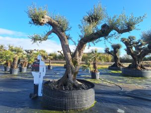 Olivier nuage, niwaki 2992 Chalon sur Saône dans le Saône et Loire