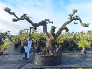 Olivier nuage, niwaki 3014 Angoulême dans le Charente