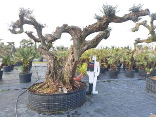 Olivier nuage, niwaki 3015 Wattrelos dans le Nord