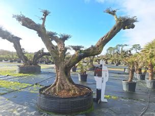 Olivier nuage, niwaki 3016 Caluire et Cuire dans le Rhône