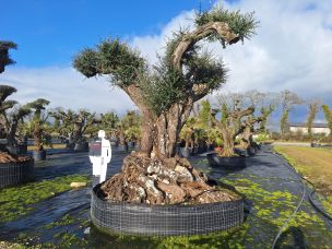 Olivier nuage, niwaki 2991 Meudon dans le Hauts de Seine
