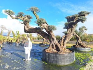 Olivier nuage, niwaki 2990 Châlons en Champagne dans le Marne