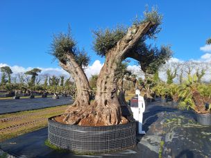 Olivier nuage, niwaki 2989 Saint Malo dans le Ille et Vilaine