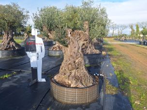 Olivier centenaire 3017 Choisy le Roi dans le Val de Marne