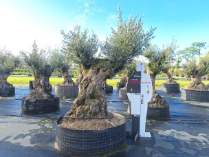 Olivier centenaire 3019 Rosny sous Bois dans le Seine Saint Denis