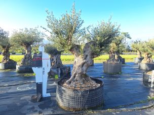 Olivier centenaire 3023 Gap dans le Hautes Alpes