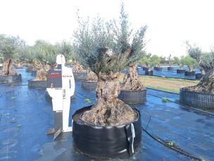 Olivier centenaire 3024 Saint Germain en Laye dans le Yvelines