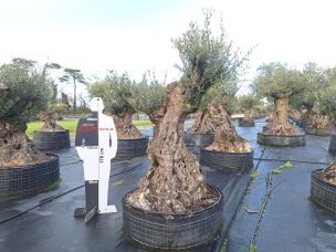 Olivier centenaire 3025 Saint Laurent du Maroni dans le Guyane